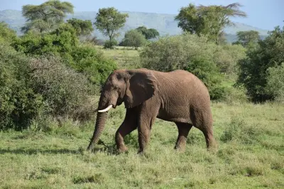 Safari au Serengeti depuis Mwanza : Observation des animaux en 11h