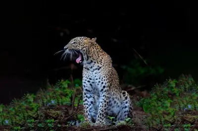 Yala Block 5 Safari ab Ella: Leoparden ohne Menschenmassen