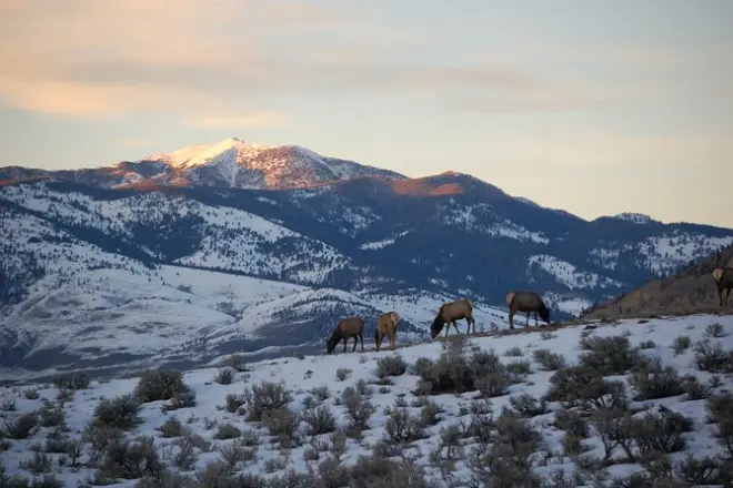 Fauna invernale a Yellowstone: Lamar Valley e Mammoth Hot Springs