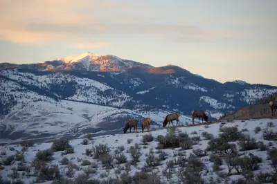 Fauna invernale a Yellowstone: Lamar Valley e Mammoth Hot Springs