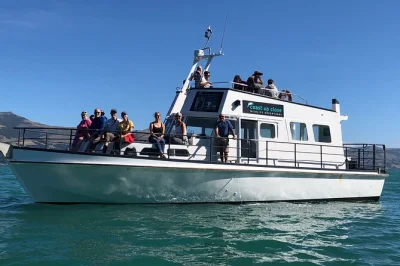 Akaroa harbour entdecken: mit skipper tony auf kleiner wildlife-tour seltene delfine beobachten. inkl. aller gebühren. jetzt platz sichern!