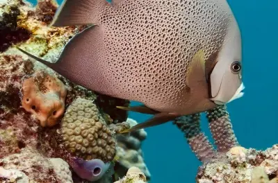 Plongée sous-marine à Isla Mujeres : MUSA et récif Manchones