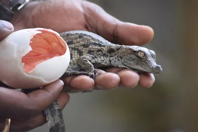 Entdecke riesenschildkröten, nilkrokodile und seltene insekten im la vanille nature park auf mauritius. eintritt inklusive, optionaler hoteltransfer buchbar.
