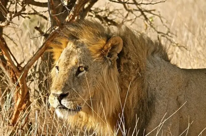 Serengeti Game Drive Full-Day Safari with Private Guide