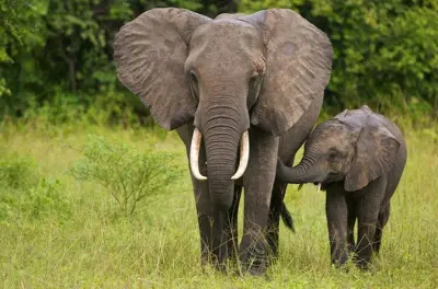 Safari en Durban: Leones y elefantes en tres reservas
