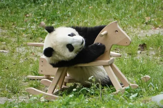 Privater Transfer vom Flughafen Chengdu zur Panda-Station