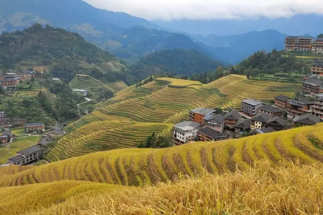 Guilin Tea Plantation & Longji Rice Terraces Day Tour