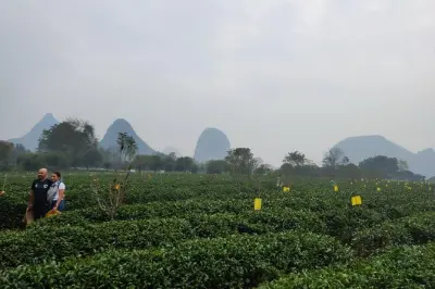 Guilin Reed Flute Cave e plantação de chá: Tour privado de meio dia