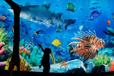 Découvrez sea life bangkok ocean world et madame tussauds avec un seul billet. plongez dans le plus grand aquarium de thaïlande, observez la vie marine de près et réservez facilement votre visite.