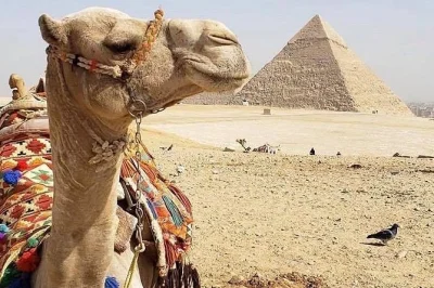 Visit cairo from port said with a private egyptologist. explore giza pyramids, sphinx, egyptian museum & khan el-khalili. lunch & transfers included.