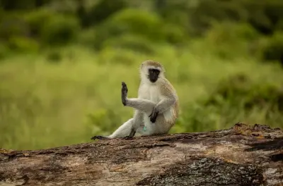 Parco nazionale di Arusha: Cratere Ngurudo e safari a piedi