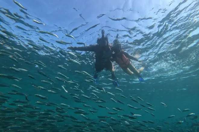 Moalboal sardines, turtles, Kawasan Falls day tour from Cebu