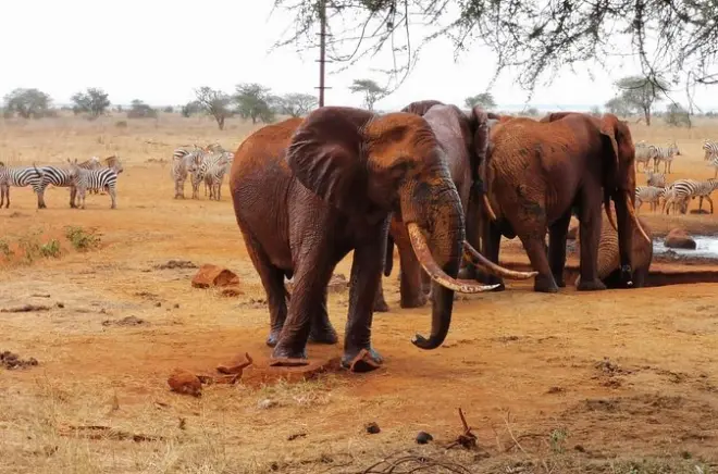Tsavo East Safari from Diani Beach: Red Elephants & Big Five