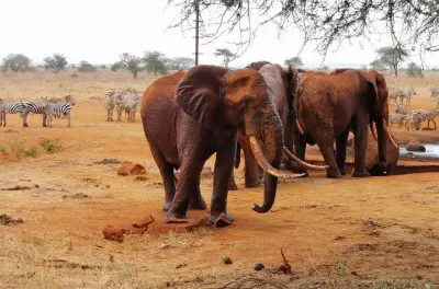 Safari a Tsavo East da Diani Beach: Elefanti rossi e big five