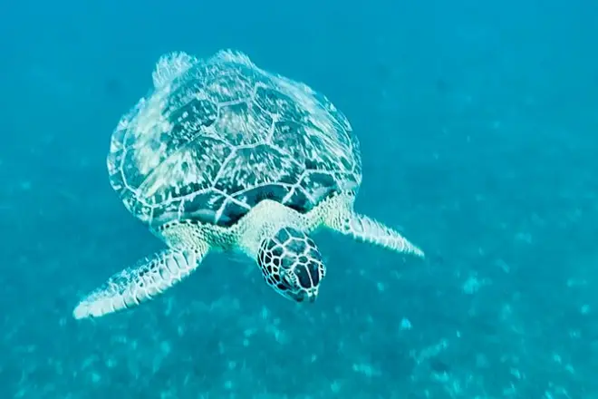 Martinique Schnorcheln: Anse Noire, Schildkröten & Korallenbucht
