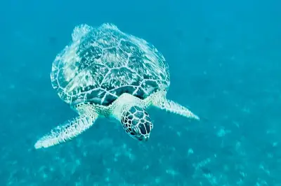 Martinique Schnorcheln: Anse Noire, Schildkröten & Korallenbucht