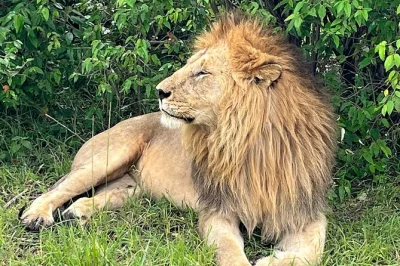 Experience lake nakuru’s flamingos and maasai mara’s wildlife on a 4-day safari from nairobi. includes local guide, hotel pickup, and meals.