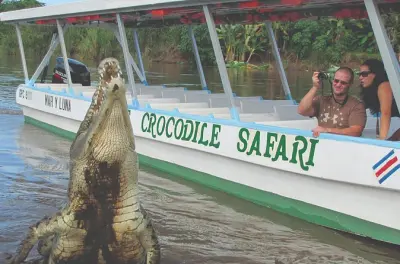 Tarcoles-Fluss Krokodil-Tour ab San Jose: Privat & Geführt
