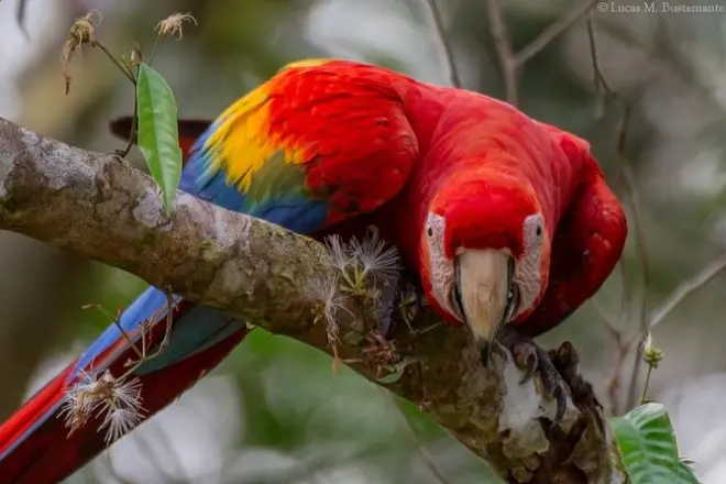 3-Tage Posada Amazonas Tour: Tambopata-Fluss & Papageien-Lehmlecke