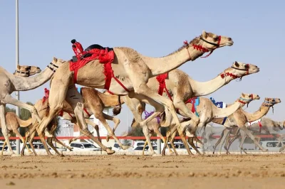 Scopri l’allenamento dei cammelli ad al shahaniya e visita il museo e la riserva di al samriya estate con guida locale. include trasporto privato e bevande.