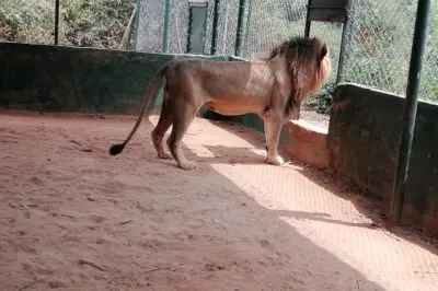 Accra Zoo Private Tour: Lions, Monkeys & More
