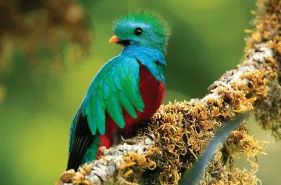 Monteverde Cloud Forest tour: Resplendent quetzal spotting
