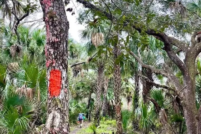 Guided Day Hike Through Florida Backcountry: Wetlands & Forests