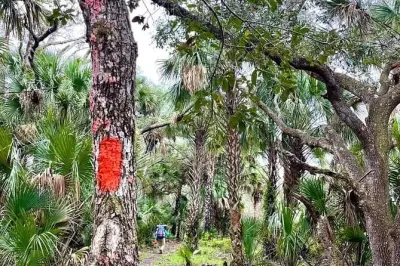 Geführte Tagestour durch Floridas Hinterland: Feuchtgebiete & Wälder