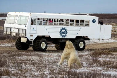 Découvrez les ours polaires à churchill avec un guide local, roulez en tundra buggy, visitez des musées et vivez une expérience en traîneau à chiens. vols et hébergement inclus.
