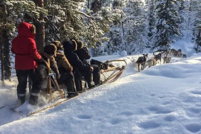 Feel the rush of a guided husky sled ride near kiruna, warm up in a cozy tipi with homemade cake, and meet friendly huskies. includes pickup and arctic outerwear.