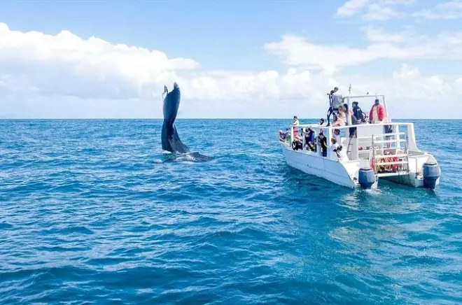 Whale watching tour Samaná from Punta Cana: 3 stops in one day