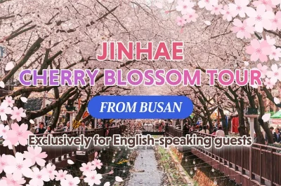Experience jinhae’s cherry blossoms on a day trip from busan. walk scenic streams, visit historic sites, and travel with a licensed local guide. includes pickup.
