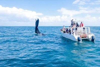Veja baleias jubarte na baía de samaná, relaxe em cayo levantado e visite a cachoeira el limón com guia local. inclui almoço e transporte ida e volta.