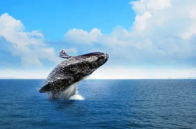 Samaná Bay Whale Watching Tour: Whales, Island & Waterfall