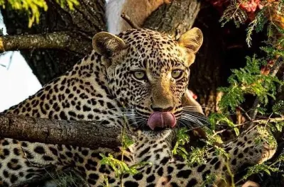 Serengeti Safari 4-Day from Arusha: Elephants & Wildebeest