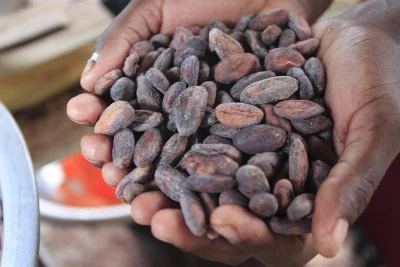 Join a local cacao farmer near placencia, learn mayan chocolate making from scratch, and cool off at a nearby waterfall. includes pickup and guide.