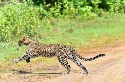 Yala Nationalpark Safari: Sri Lanka Leoparden & Wildtiere