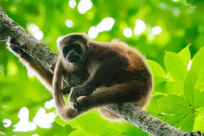 Reserva de manguezais Churute: Macacos, pássaros e chocolate