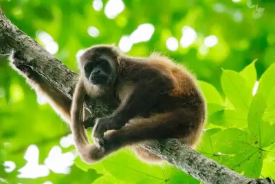Churute Mangroves Reserve tour: Birds, monkeys & chocolate
