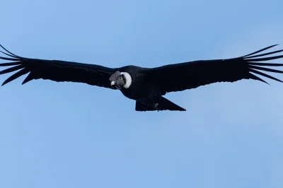 Spot wild condors in antisana from quito with a bilingual guide. includes hotel pickup, reserve entry, and lunch. book your wildlife day trip now.