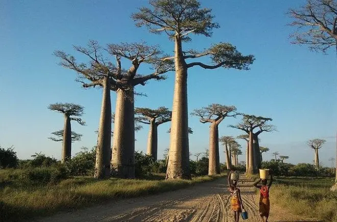 Madagascar ouest 7 jours : Tsingy, lémuriens, baobabs