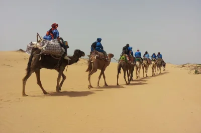 Explore as dunas, florestas e praias de essaouira a bordo de camelos com guia local. inclui lanches caseiros, chá de hortelã e transporte. reserve já!