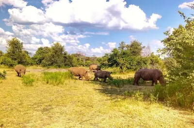 Game Drive into Musi Otunya National Park: White Rhinos on Foot
