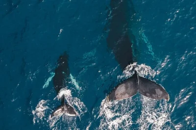 Disfruta del avistamiento de ballenas jorobadas en honolulu con guía local. vistas al aire libre desde la cubierta superior, bebidas a bordo y fácil acceso desde la ciudad. reserva ya.