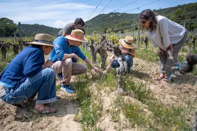 Pic Saint Loup : Dégustation privée de 3 vins au départ de Montpellier