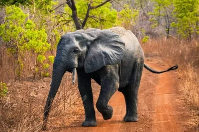 Meet elephants at sunrise in mole national park, visit tamale’s markets and larabanga mosque, with local guide and round-trip flights included. book now.