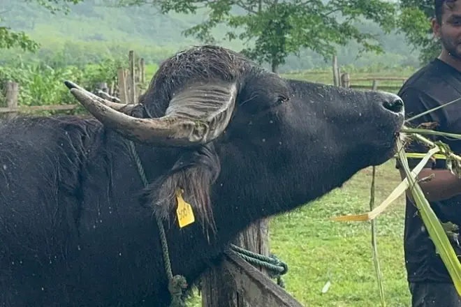 Laos Buffalo Dairy: Praktische Bauernhoftouren mit Tierkontakt
