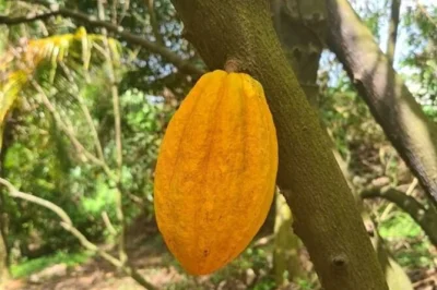 Visit a martinique cocoa plantation with a local producer, learn the journey from bean to chocolate, and taste raw cocoa. includes all fees—book now.