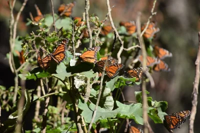 Ciudad de méxico, santuario de la mariposa monarca, tour guiado, transporte privado, comida tradicional mexicana y experiencia única en los bosques de michoacán.