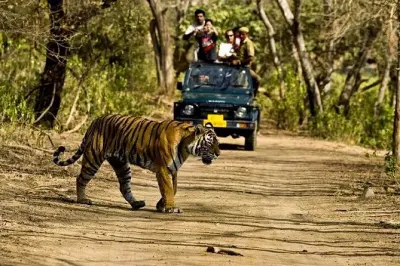 Khajuraho : Safari dans la jungle et temples anciens en une journée